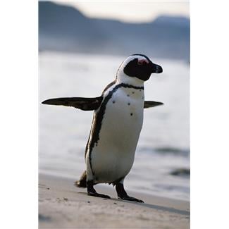 google penguin and ecommerce